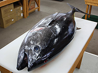 魚河岸 海鮮屋3