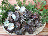 マリン商会 魚市コーナー